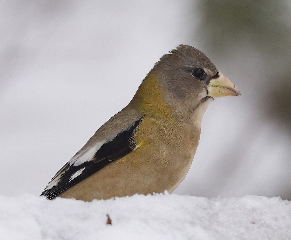 Evening Grosbeak - ML646756087