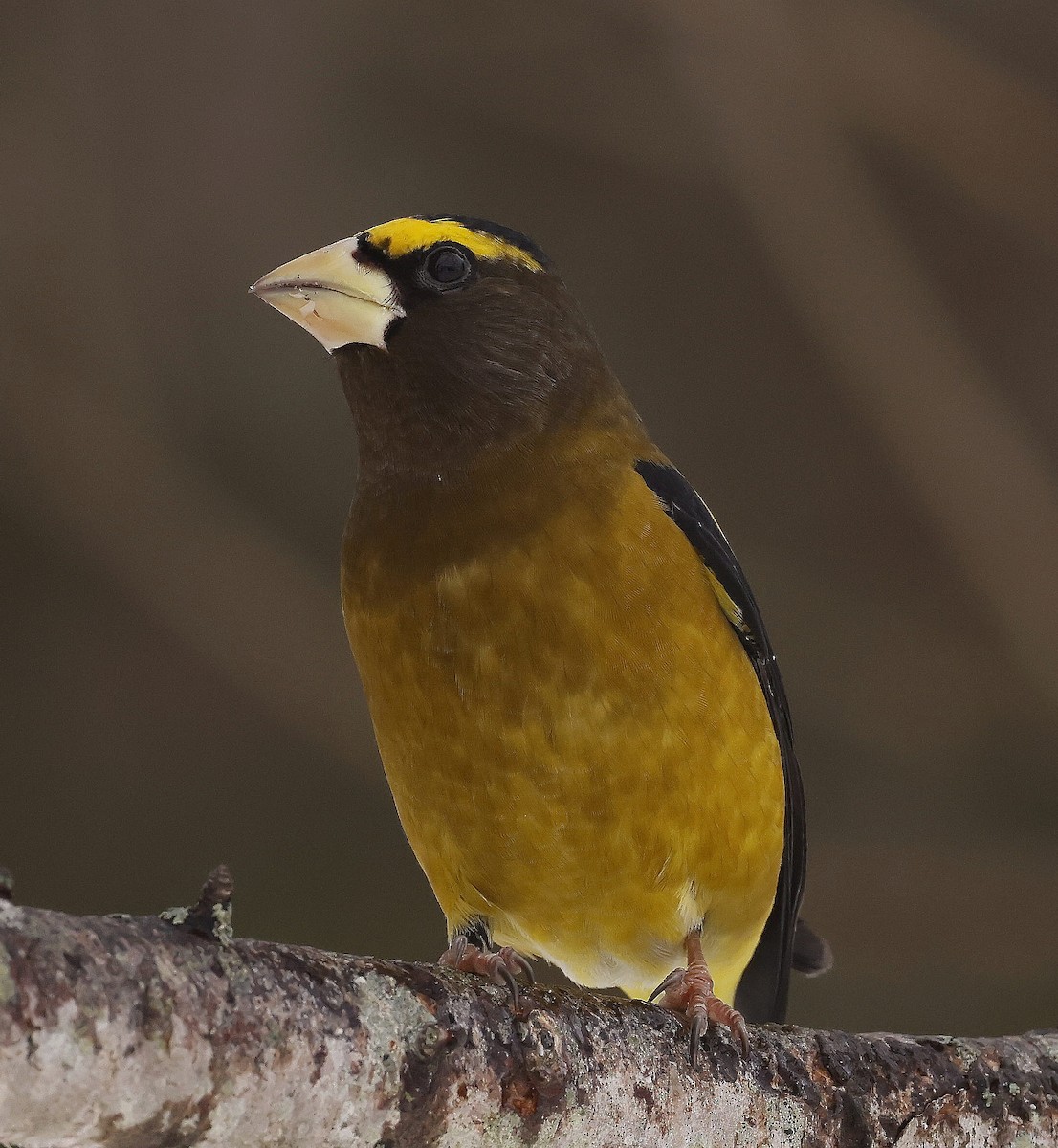 Evening Grosbeak - ML646756089