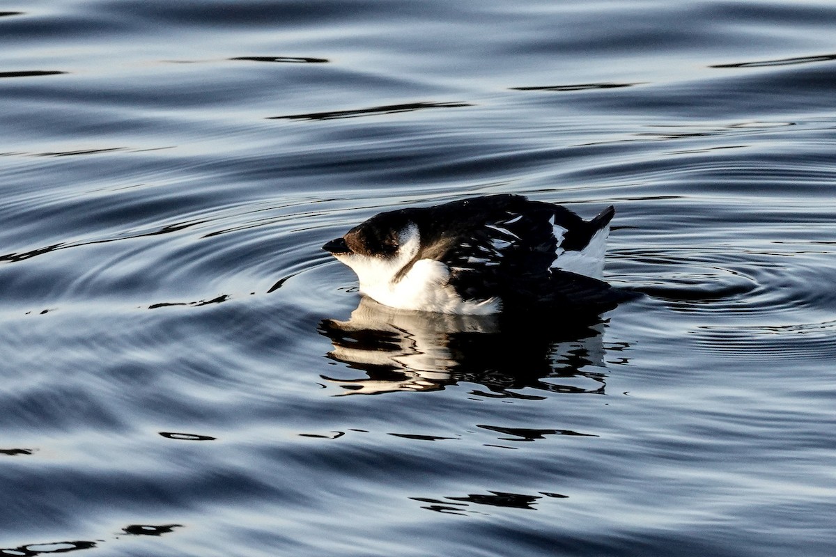 Küçük Alk - ML646756091