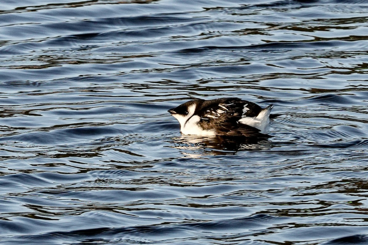 Küçük Alk - ML646756092