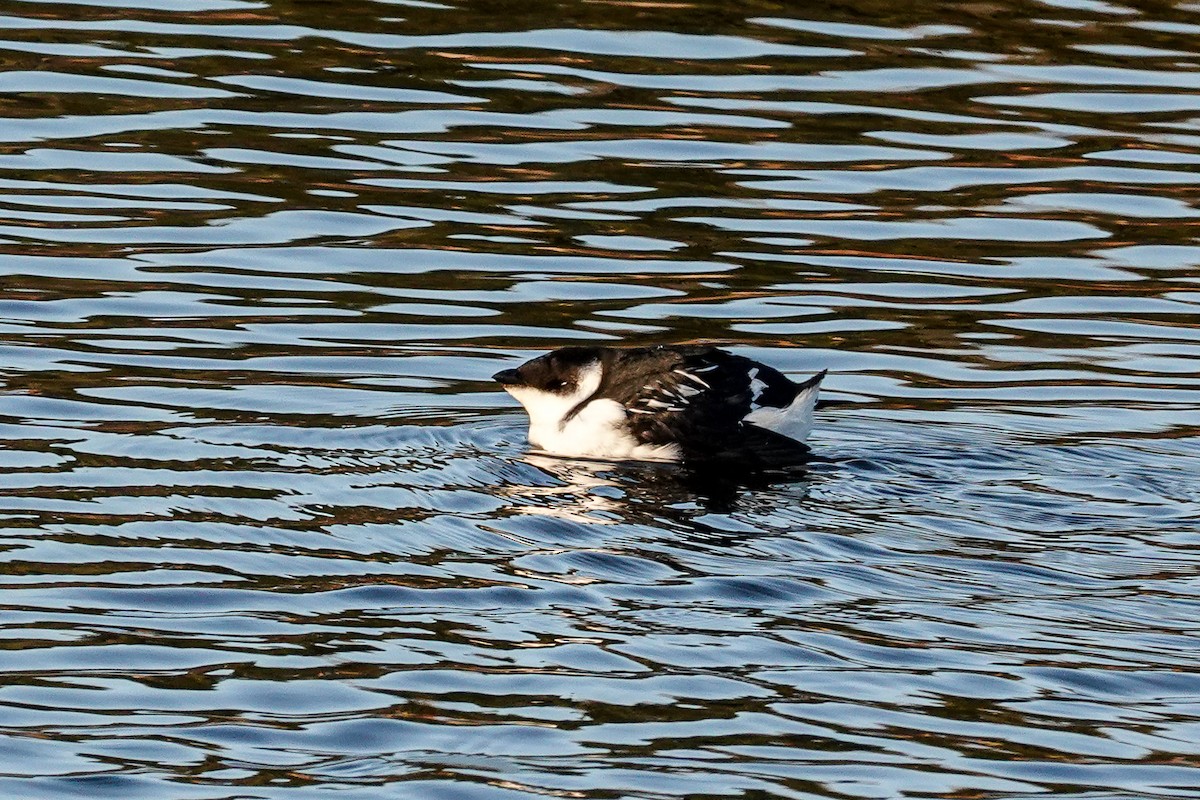 Küçük Alk - ML646756093