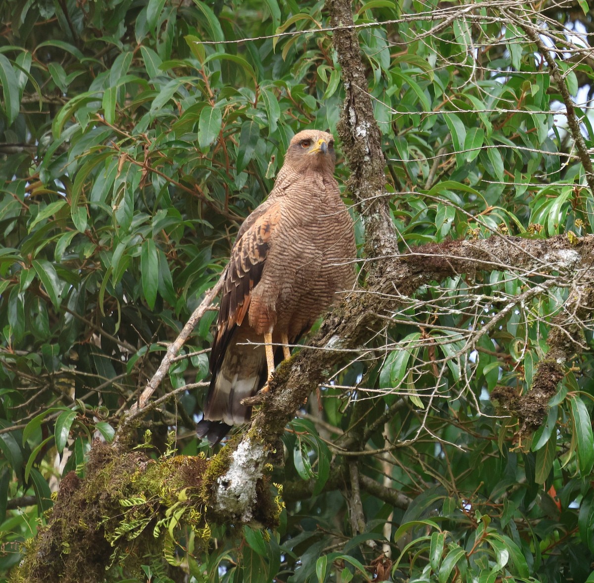 Саванный крабоед - ML646756096