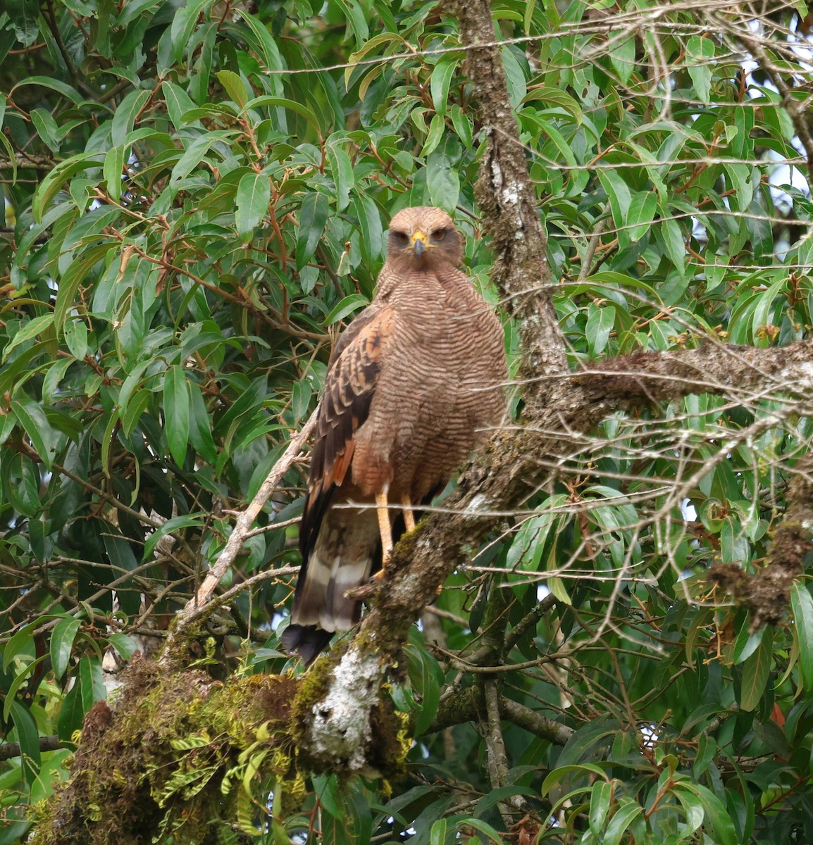 Саванный крабоед - ML646756097