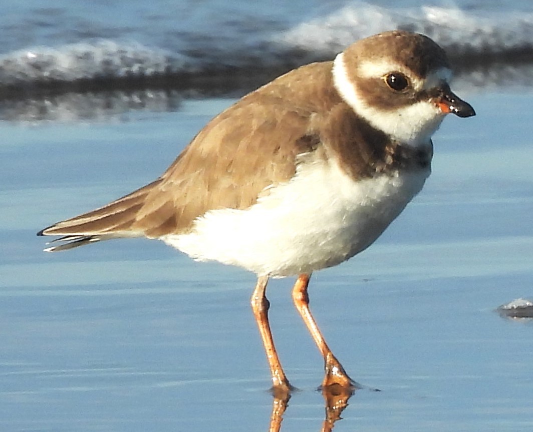 Semipalmated Plover - ML646756098