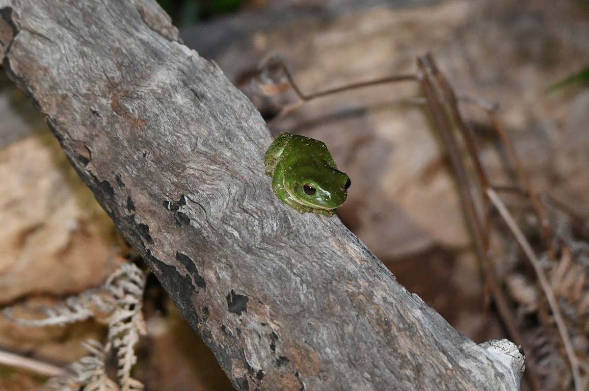 Australian Green Tree Frog - ML646756099