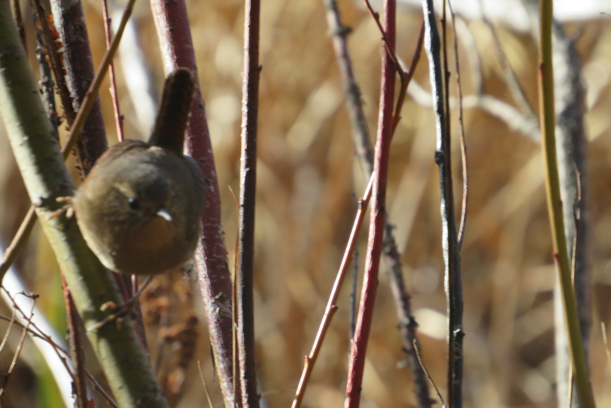 střízlík pacifický - ML646756100