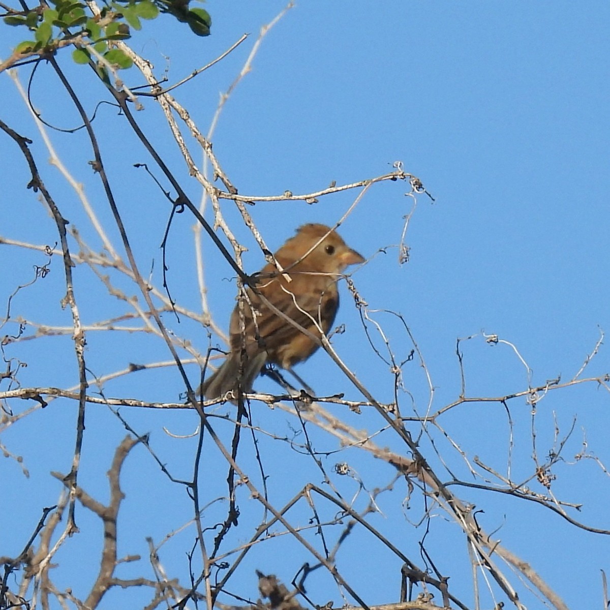 Vielfarbenfink - ML646756103