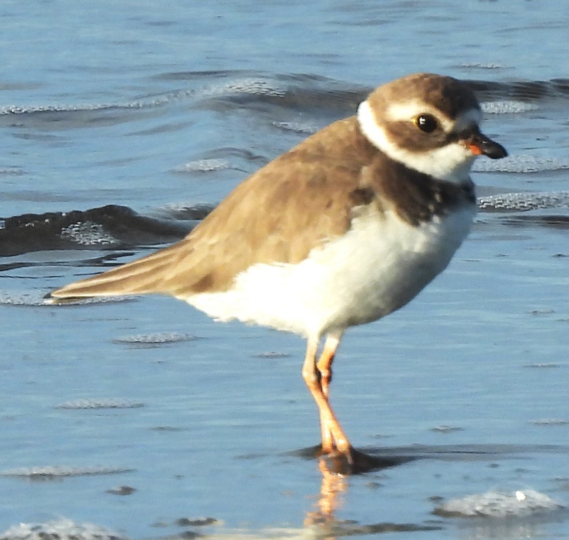 Semipalmated Plover - ML646756104