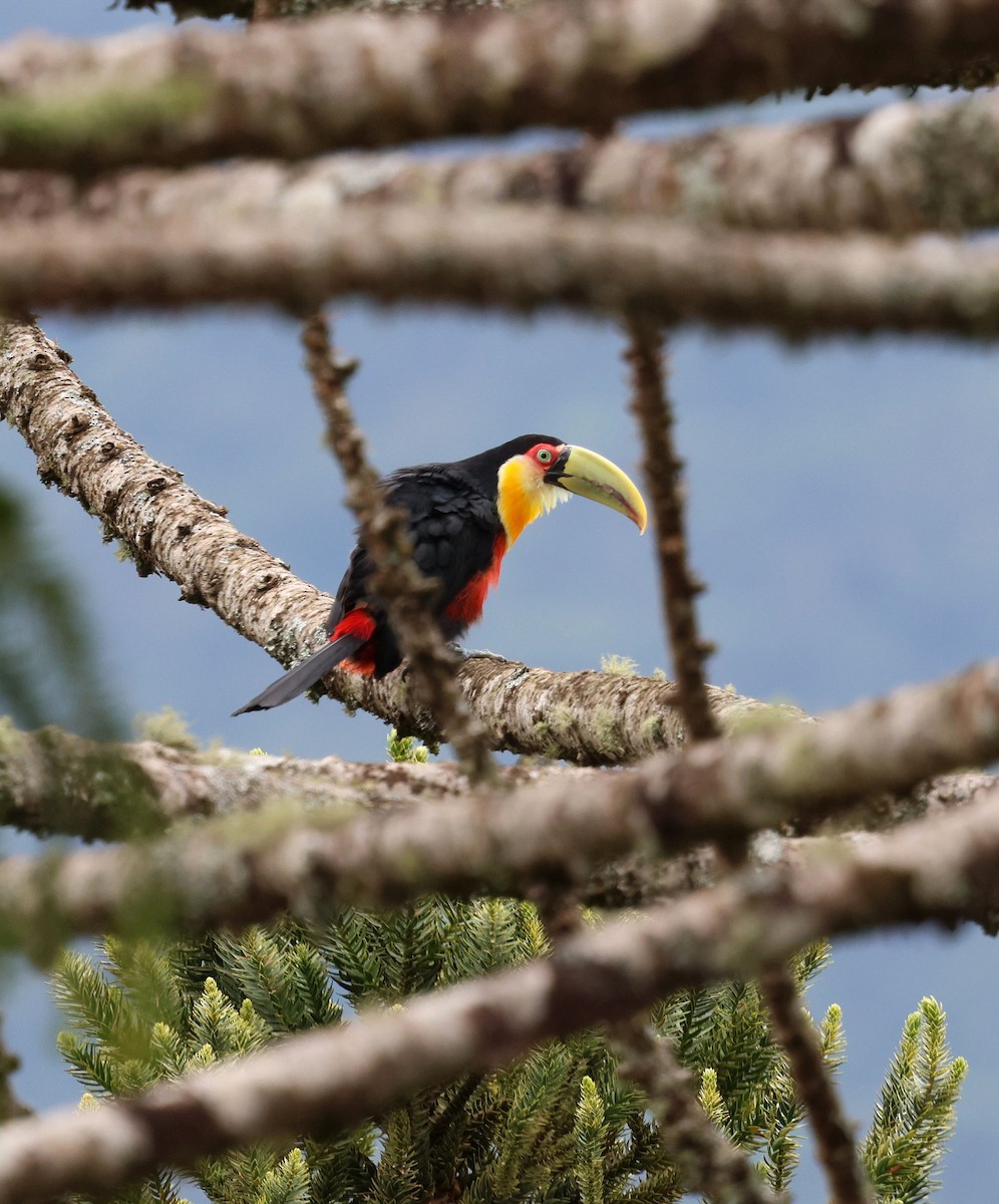 Red-breasted Toucan - ML646756106