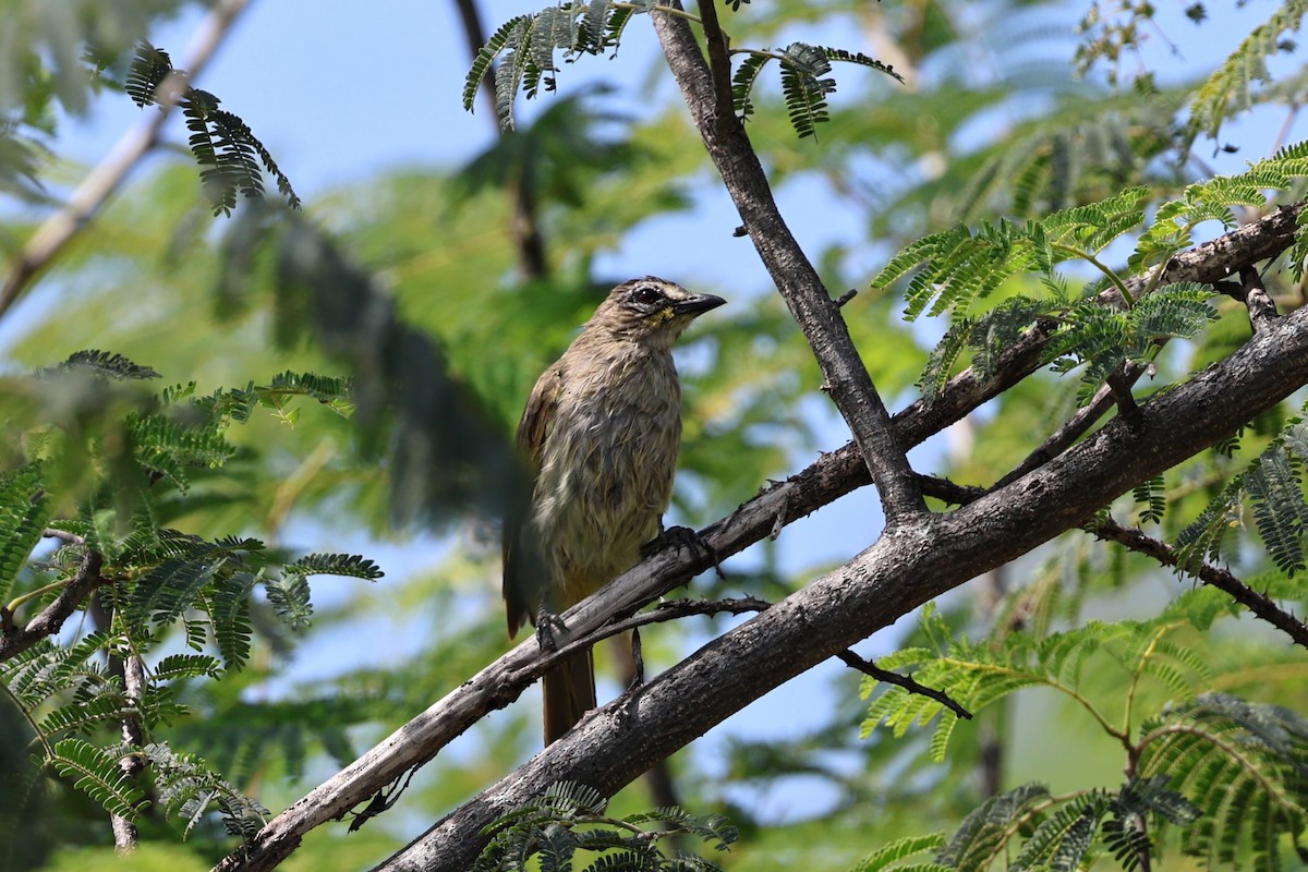 White-browed Bulbul - ML646756107