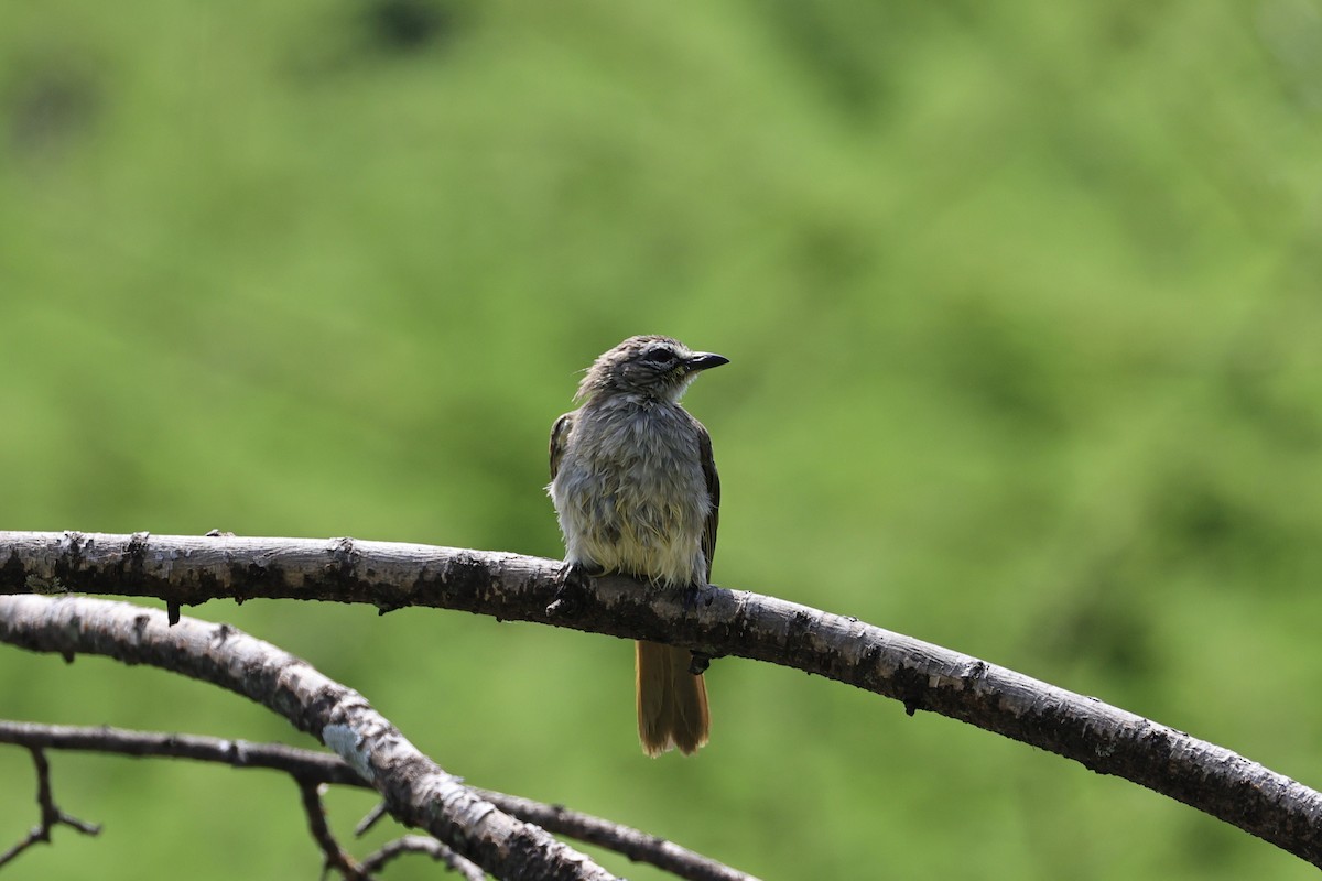 White-browed Bulbul - ML646756108