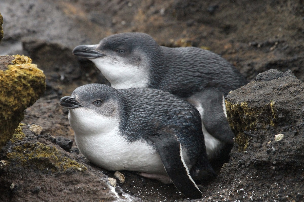 コビトペンギン - ML64675611