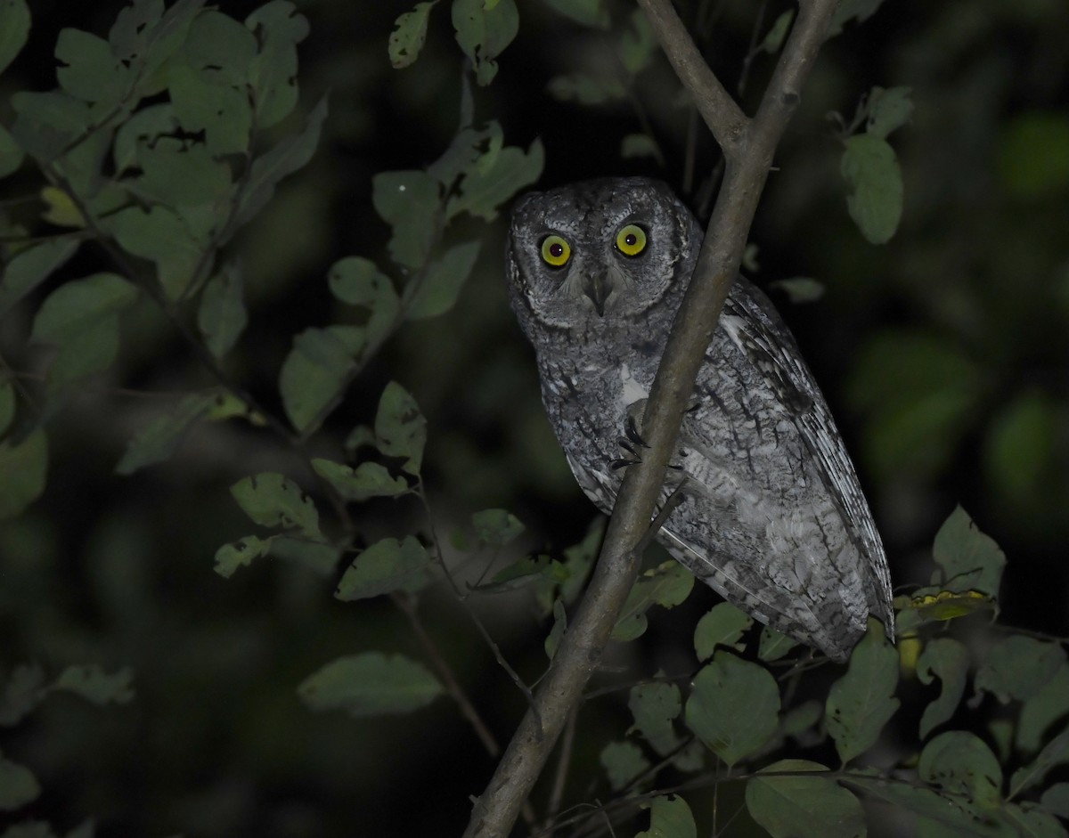 výreček africký - ML646756110