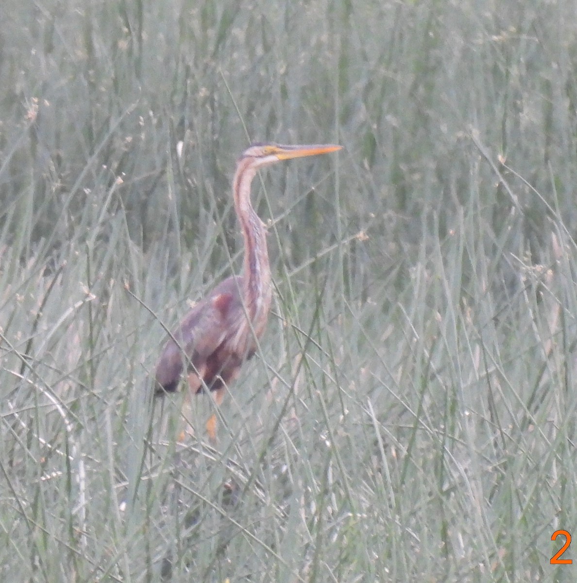 Purple Heron - ML646756112
