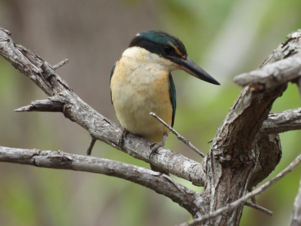 Sacred Kingfisher - ML646756113