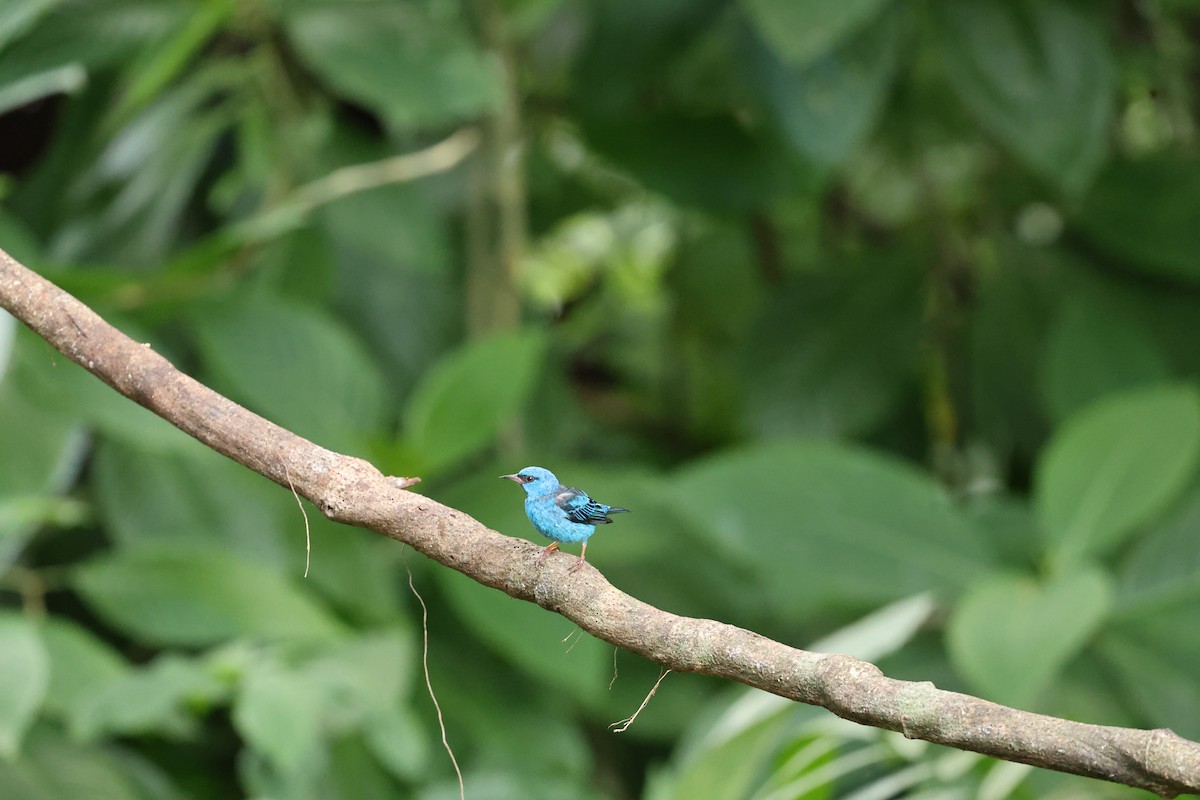 Blue Dacnis - ML646756121