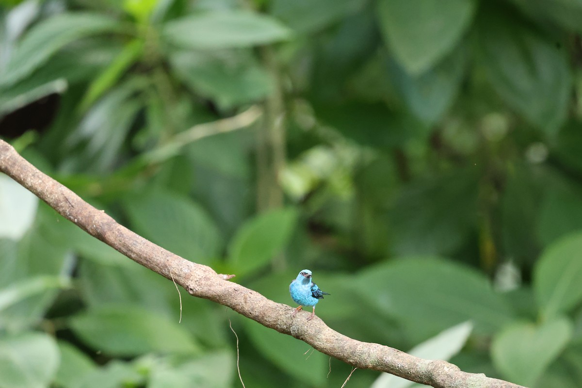 Blue Dacnis - ML646756122