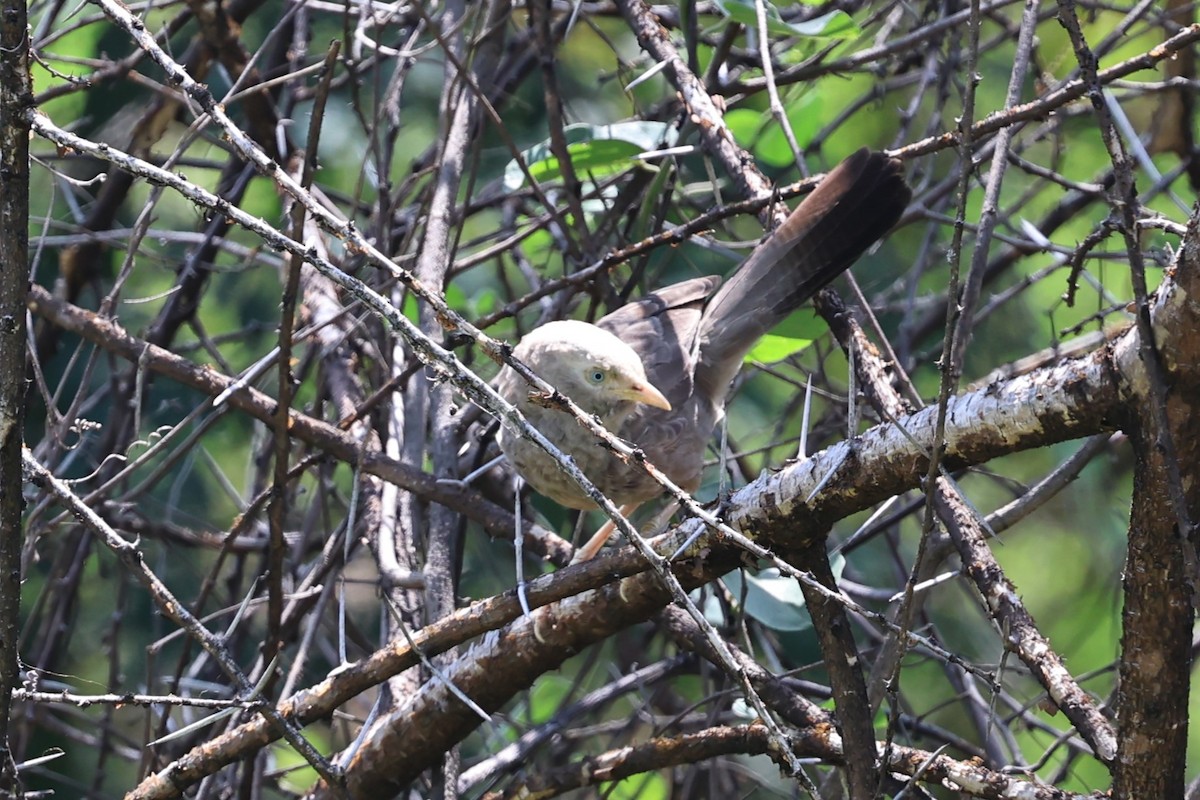 Yellow-billed Babbler - ML646756124
