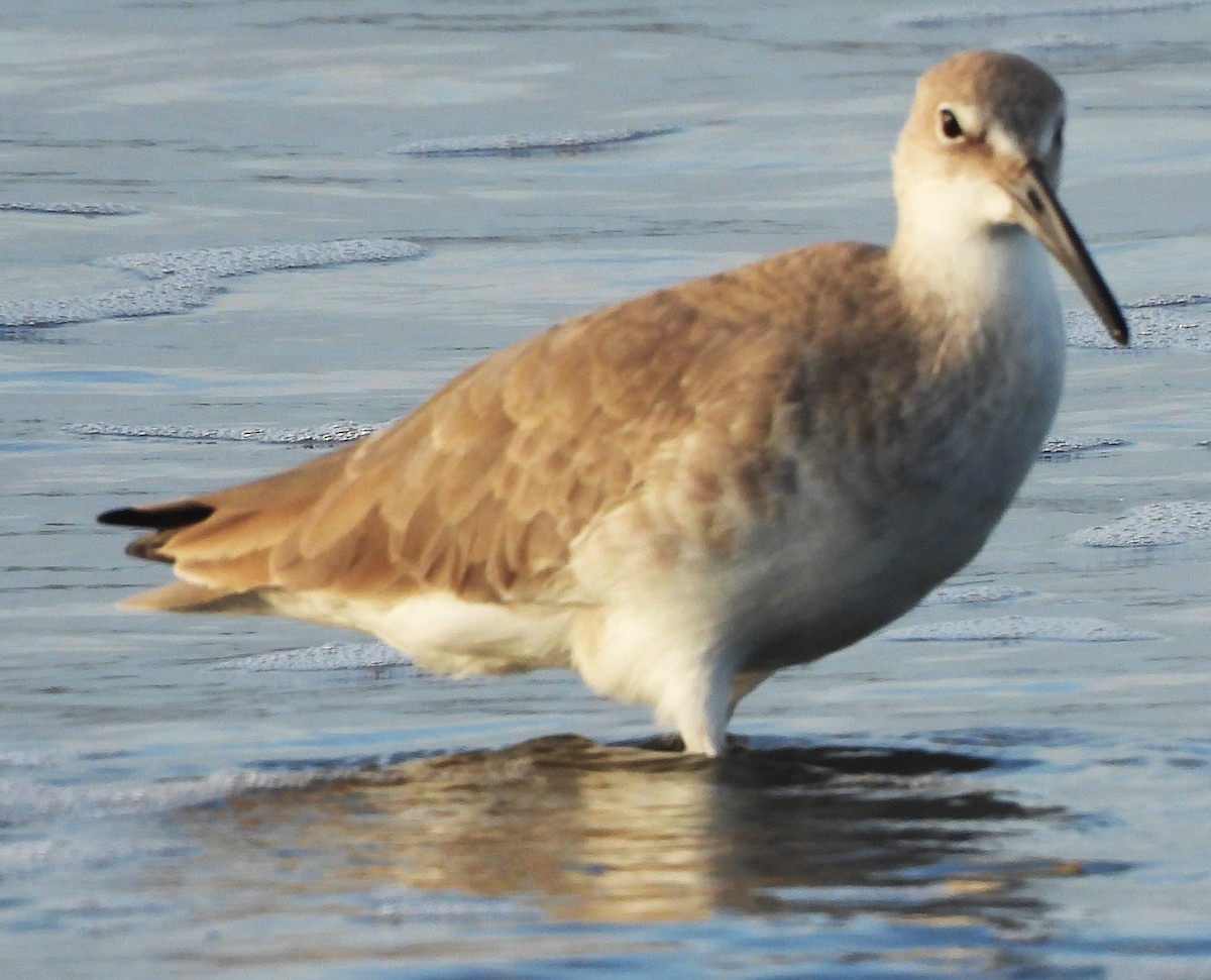 Willet - ML646756126