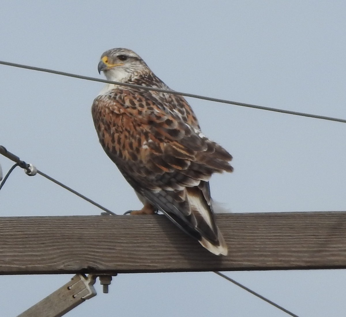 kongevåk - ML646756127