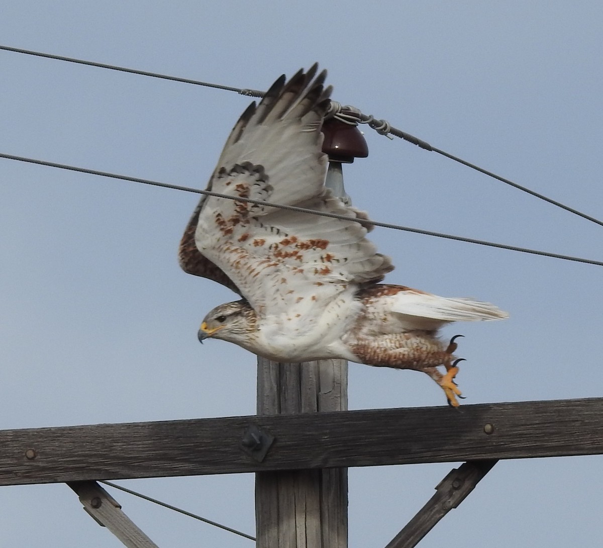 kongevåk - ML646756128