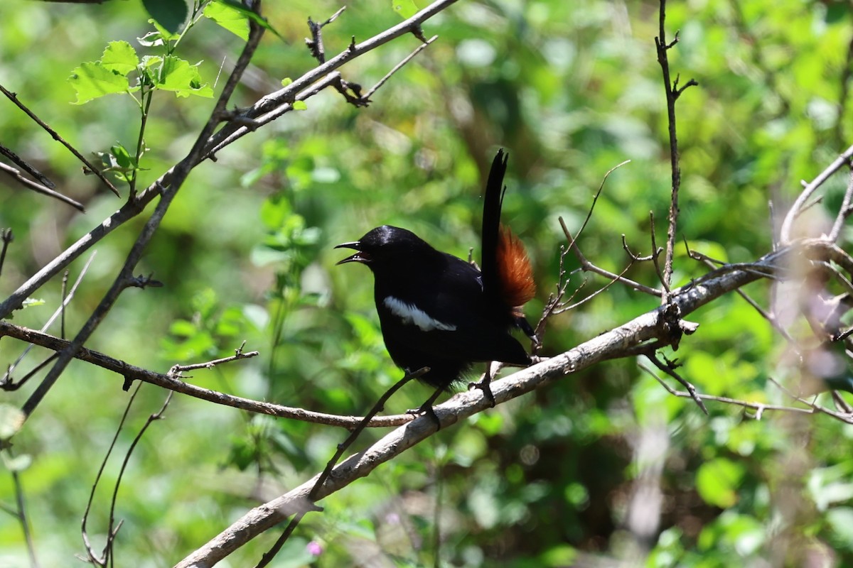 Indian Robin - ML646756129
