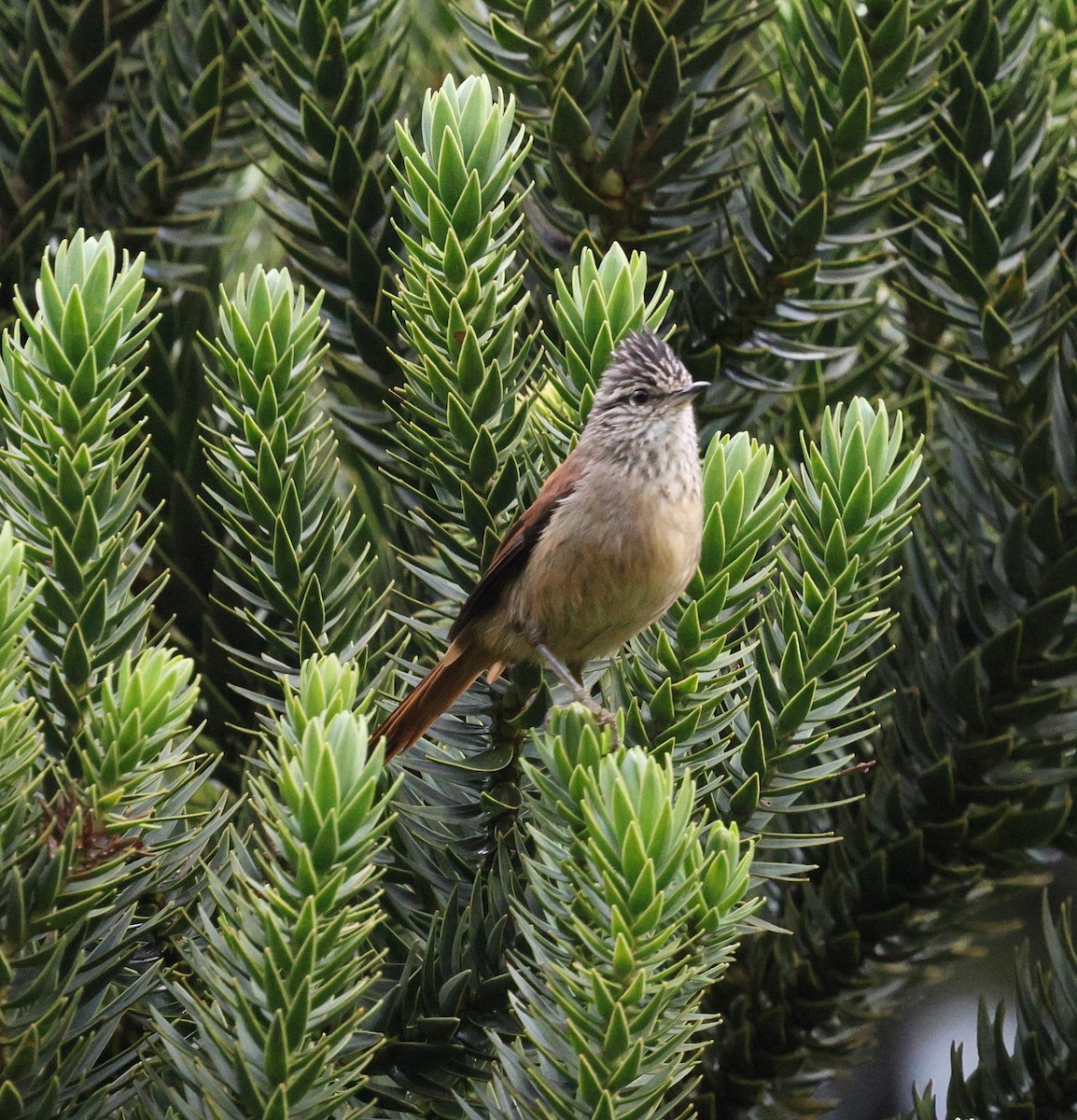 Araucaria Tit-Spinetail - ML646756131