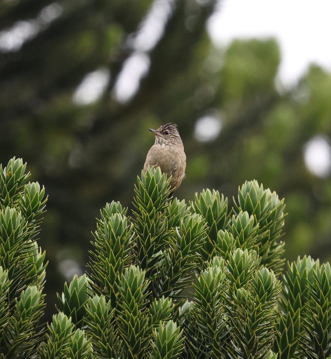 Araucaria Tit-Spinetail - ML646756132