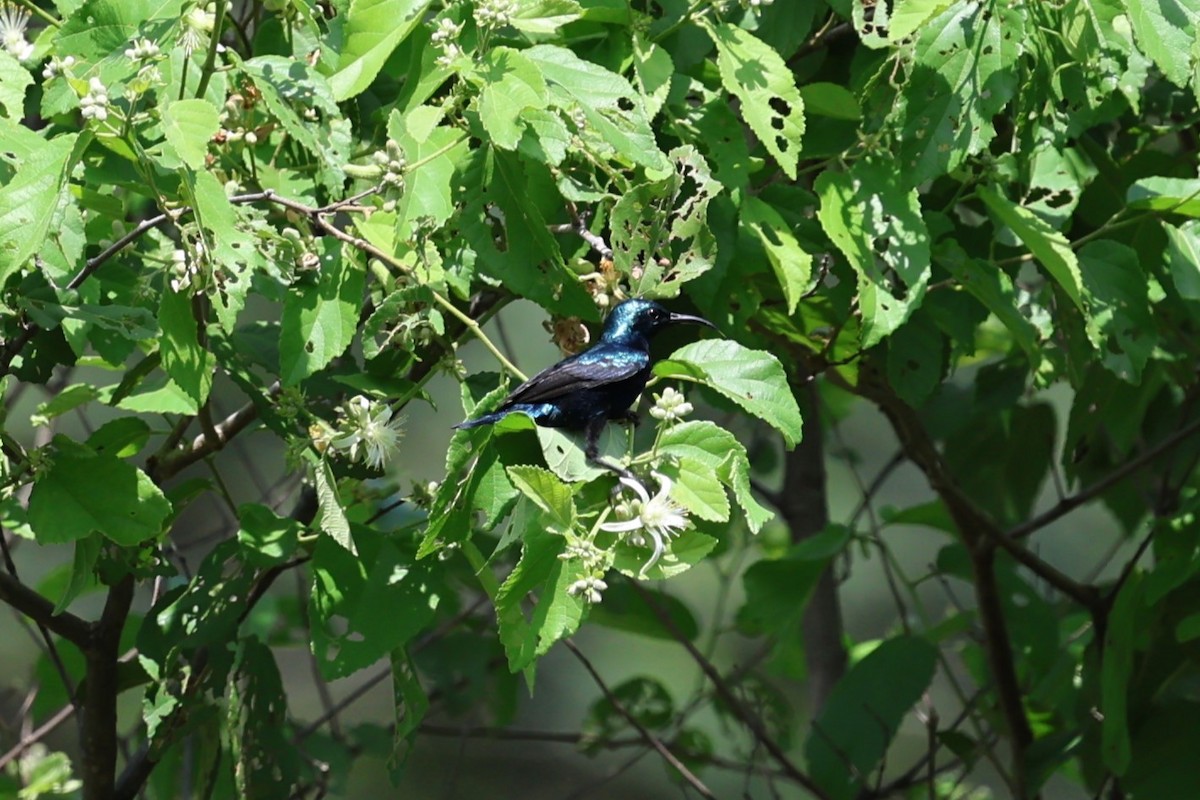 Purple Sunbird - ML646756134