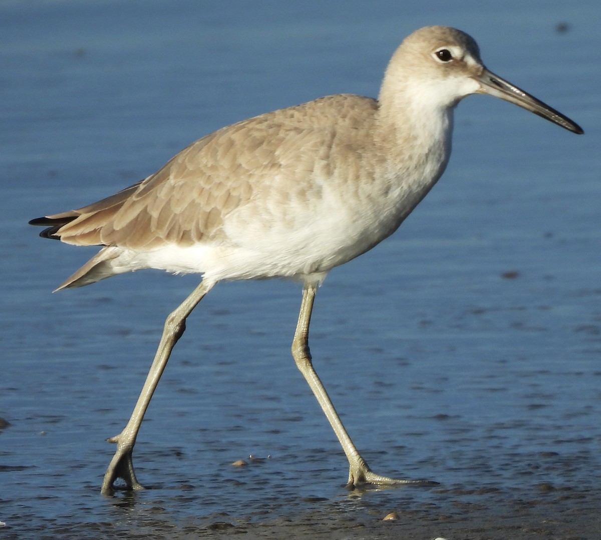 Willet - ML646756135
