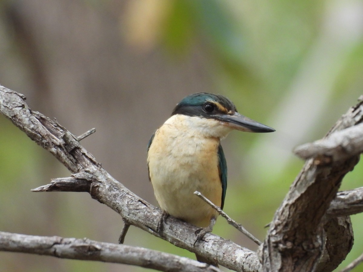 Sacred Kingfisher - ML646756136