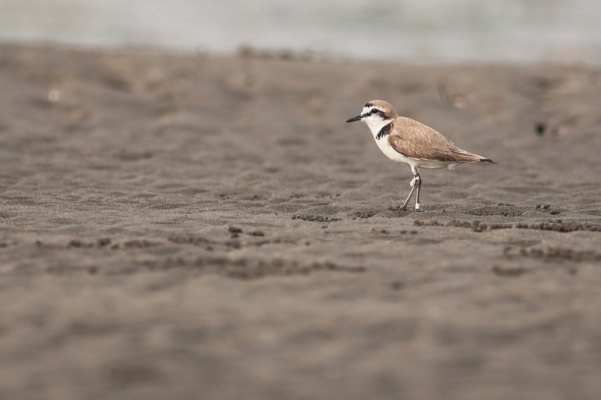 hvitbrystlo - ML646756166