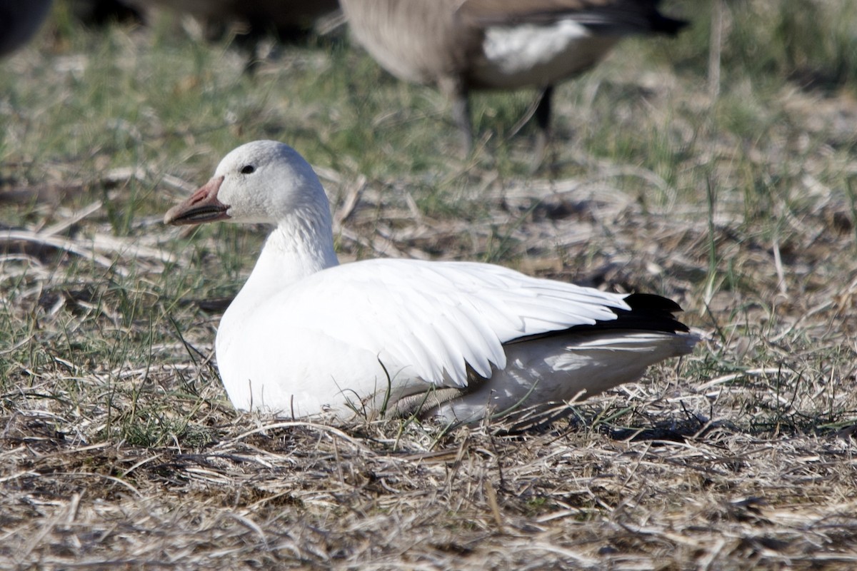 snøgås - ML646756167