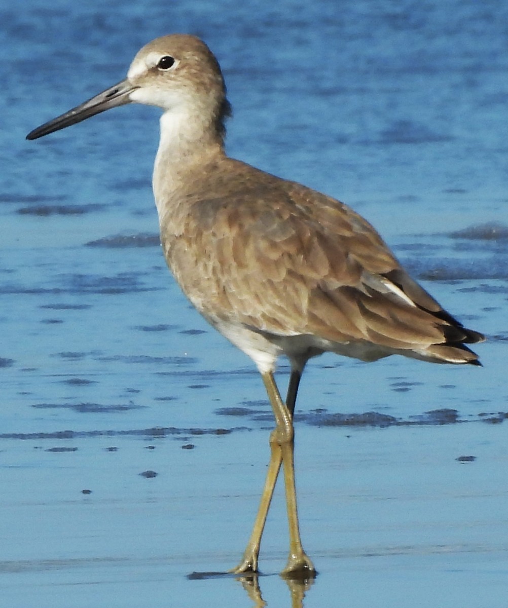 Willet - ML646756171