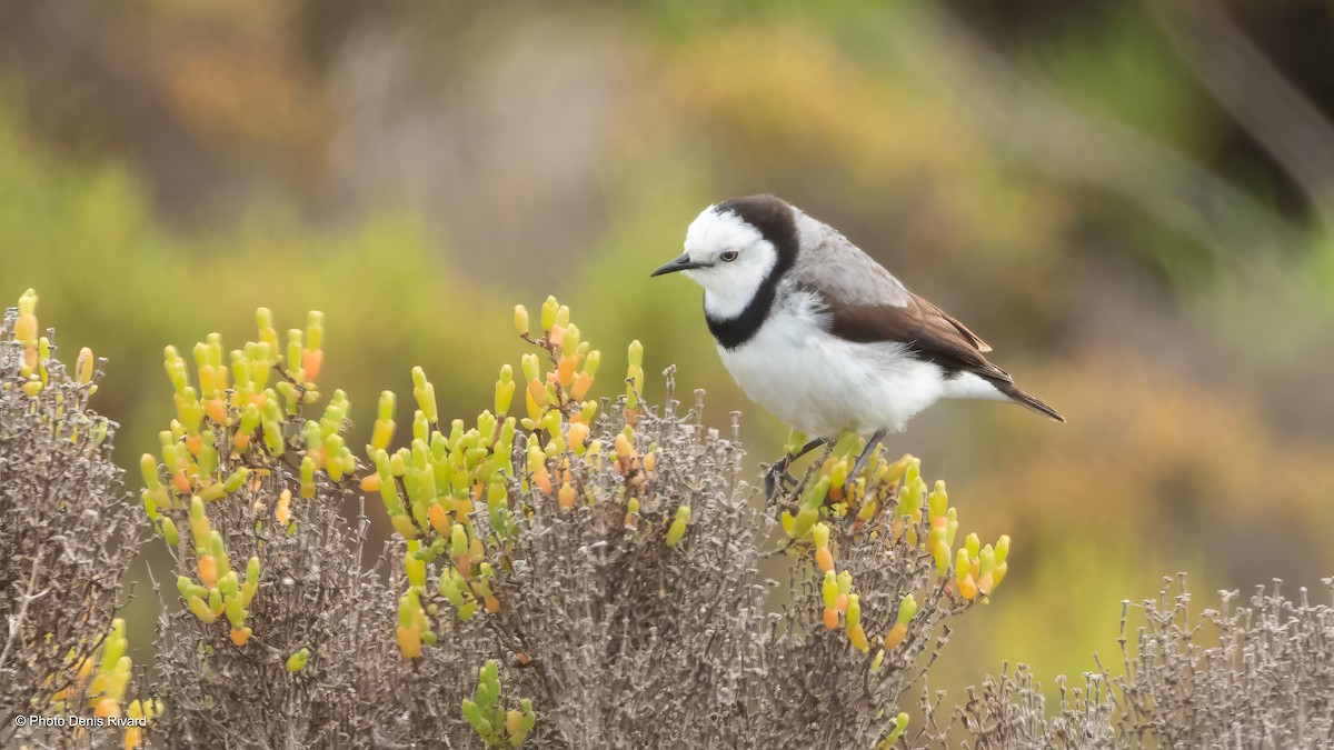 White-fronted Chat - ML646756172