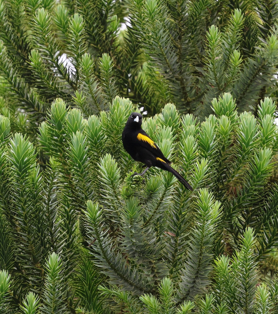 Golden-winged Cacique - ML646756173