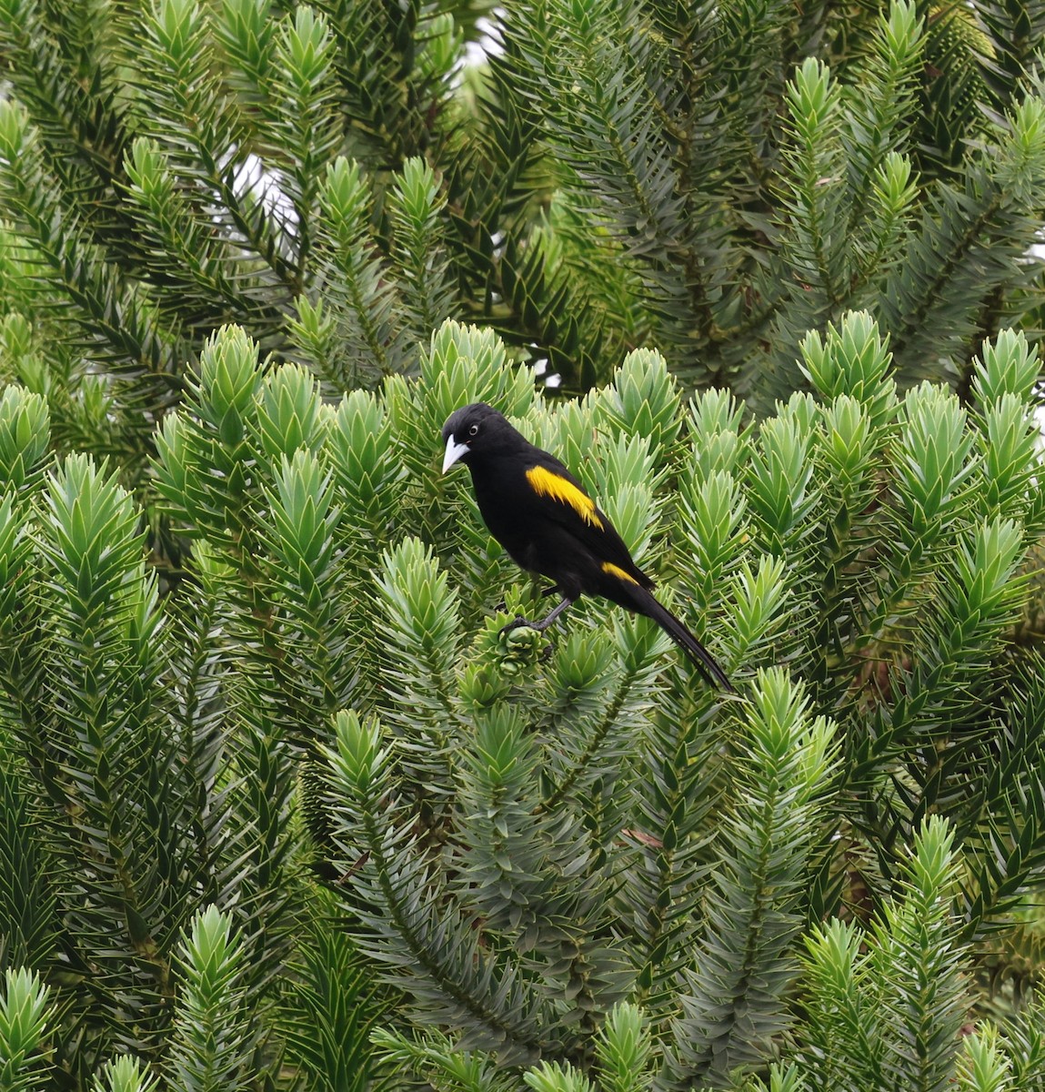 Golden-winged Cacique - ML646756174