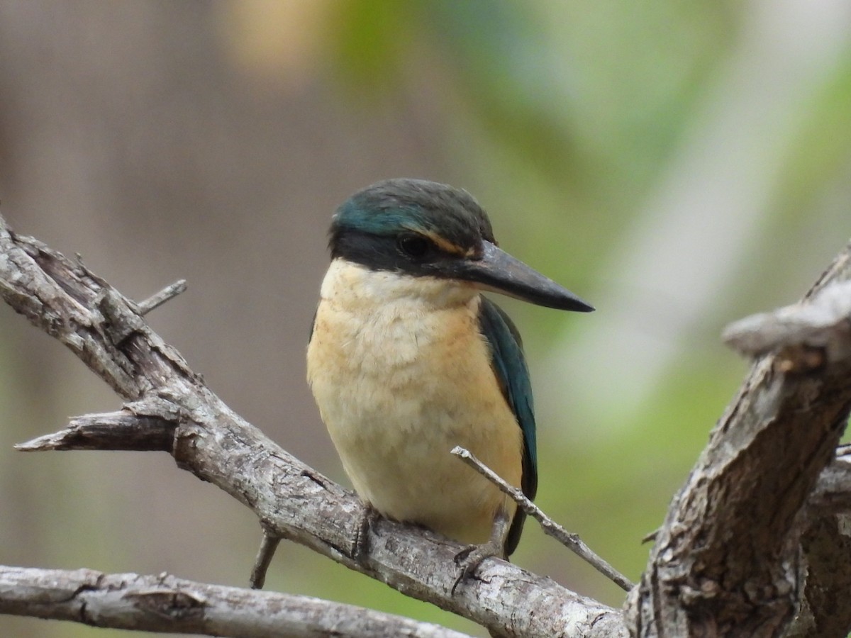 Sacred Kingfisher - ML646756175