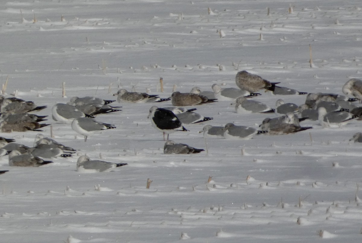 Great Black-backed Gull - ML646756180