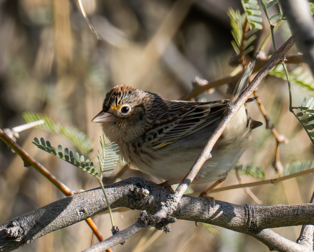 Grasshopper Sparrow - ML646756181