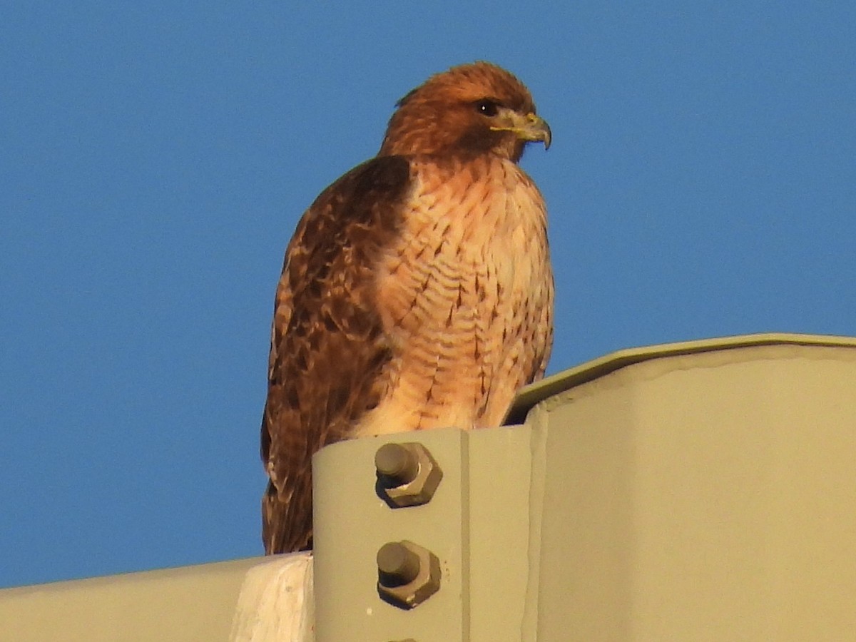 Red-tailed Hawk - ML646756182