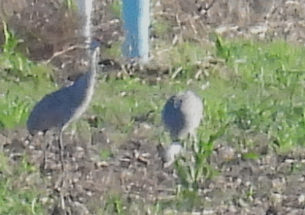 Grulla Canadiense - ML646756183