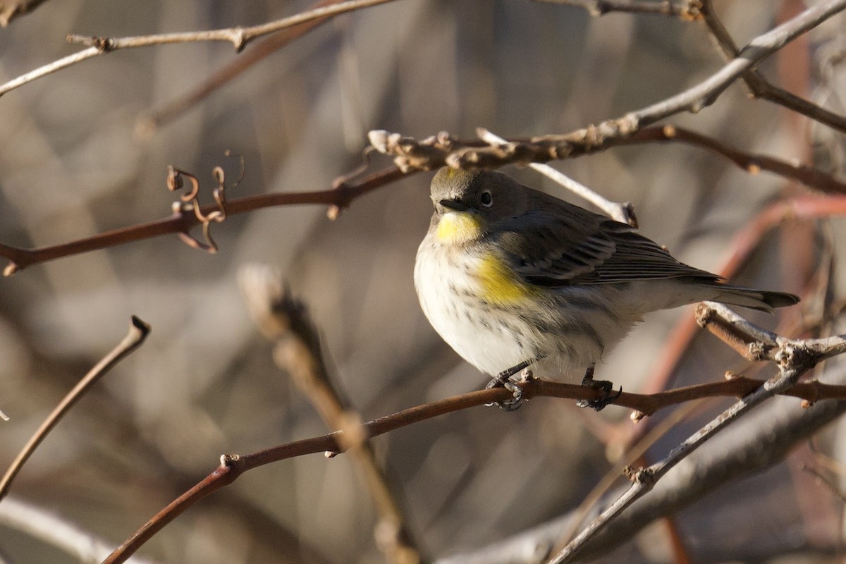 キヅタアメリカムシクイ（auduboni） - ML646756184