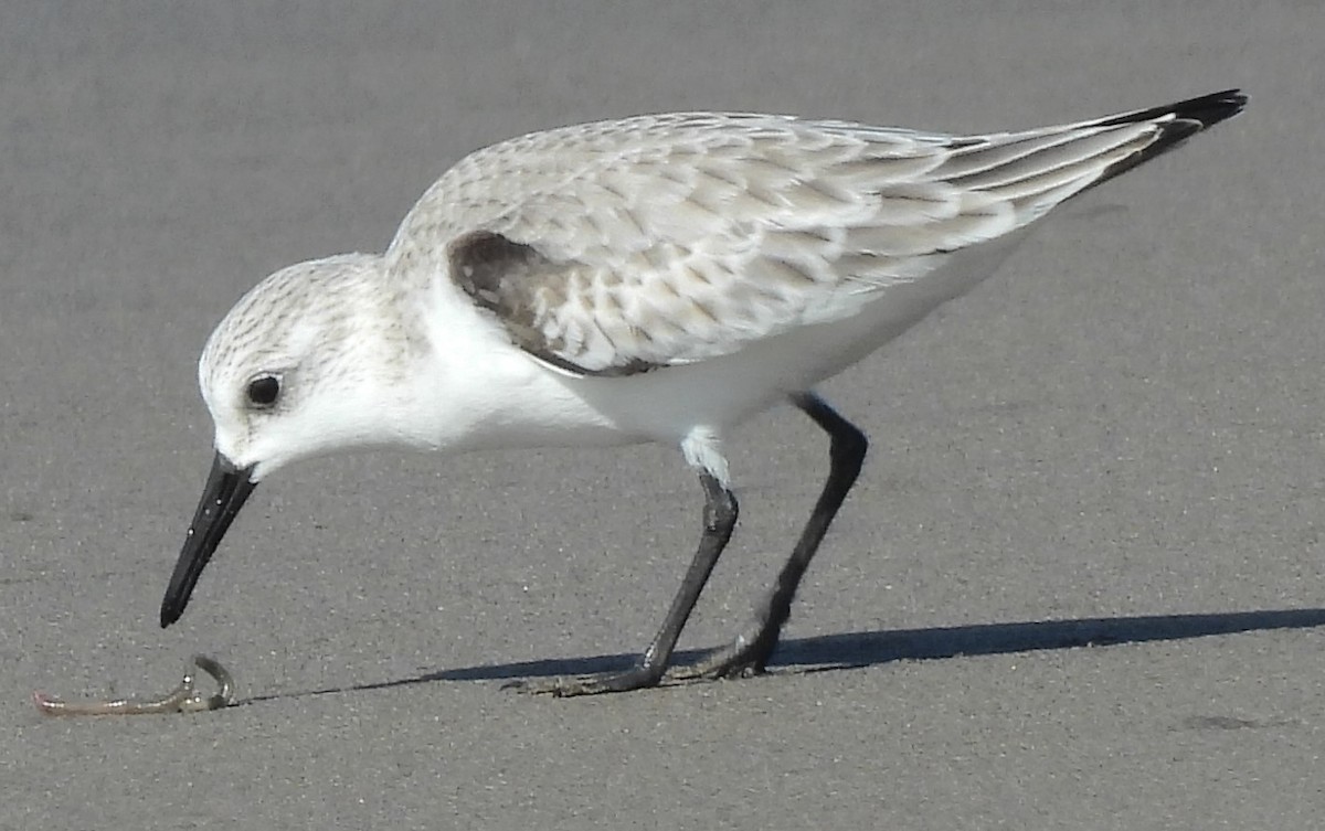 Sanderling - ML646756185