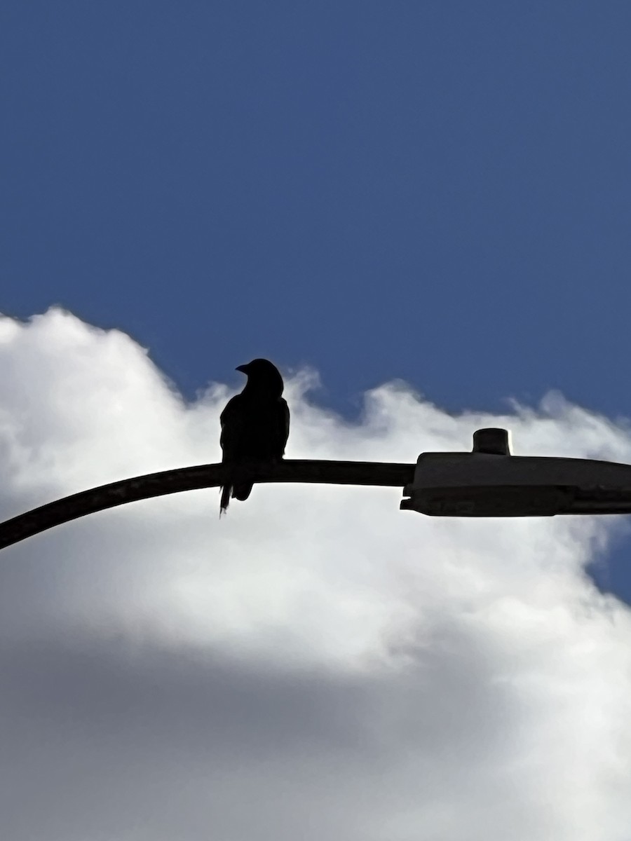 Cuervo Americano - ML646756186