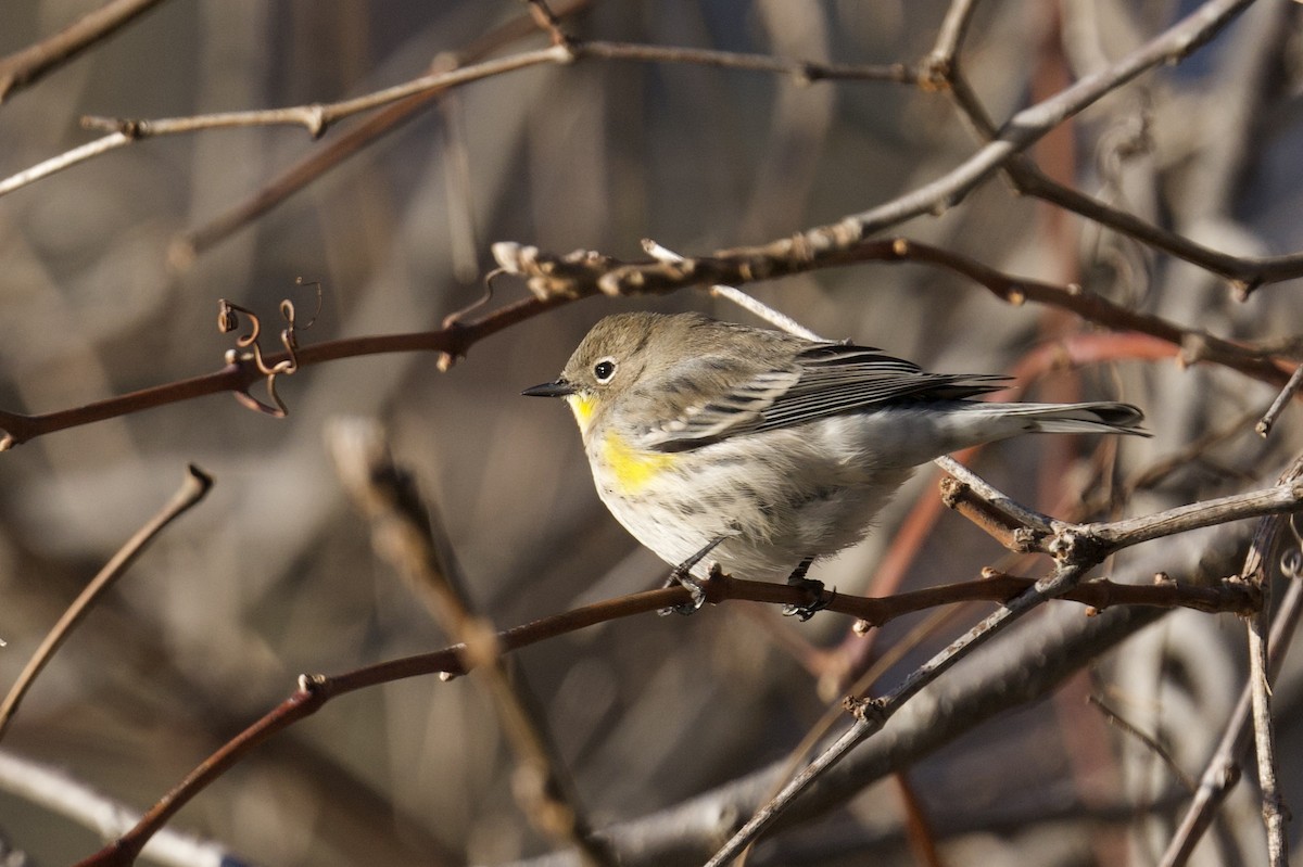 キヅタアメリカムシクイ（auduboni） - ML646756188