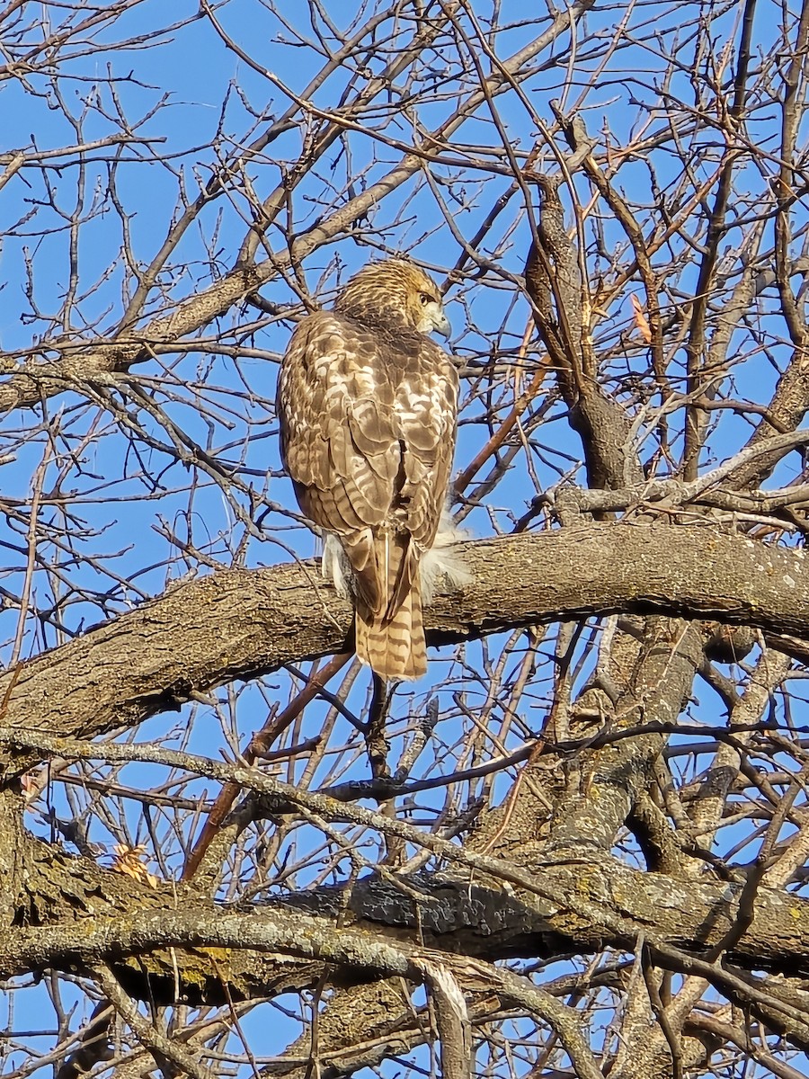 Red-tailed Hawk - ML646756189