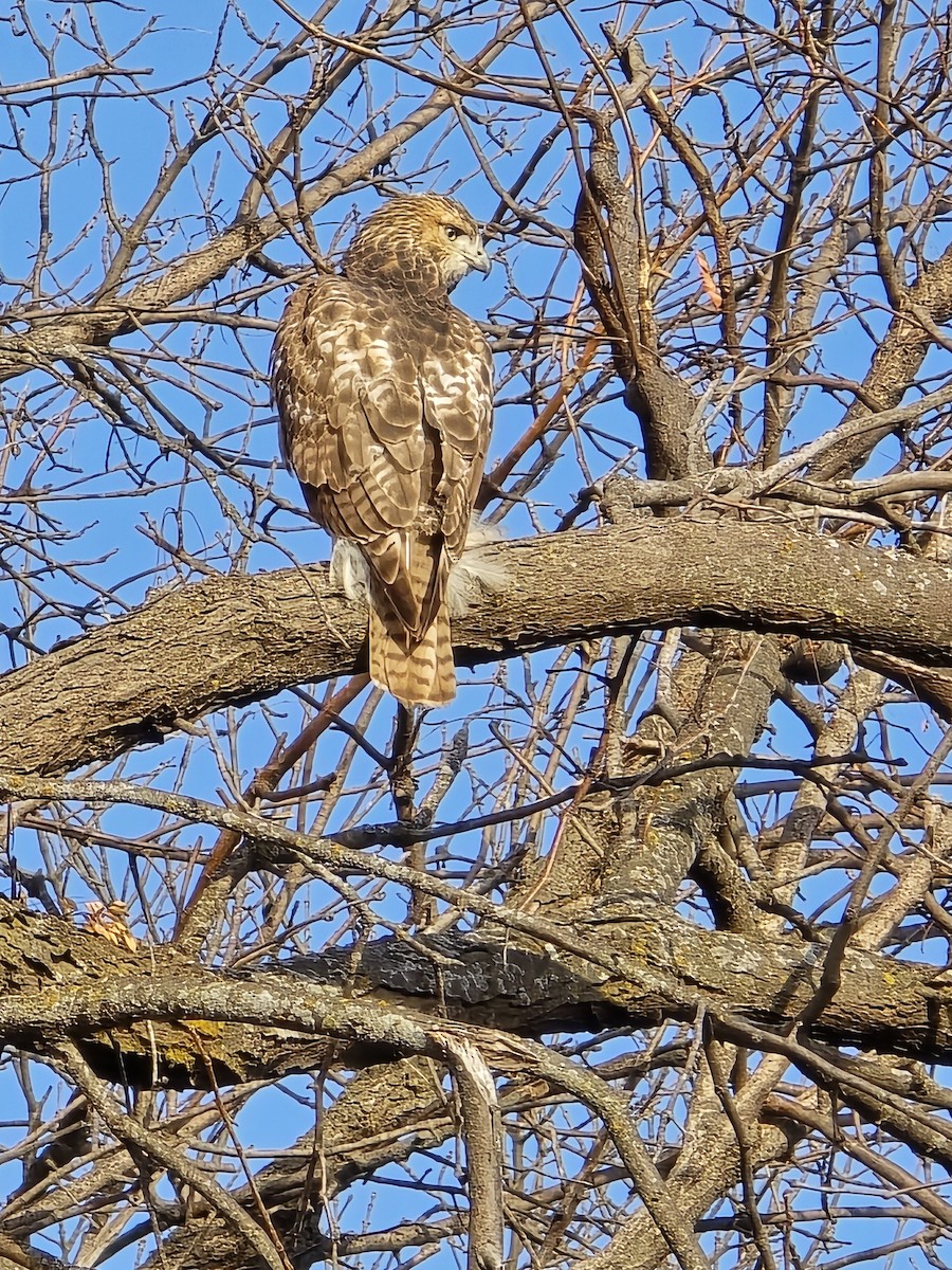 Red-tailed Hawk - ML646756190