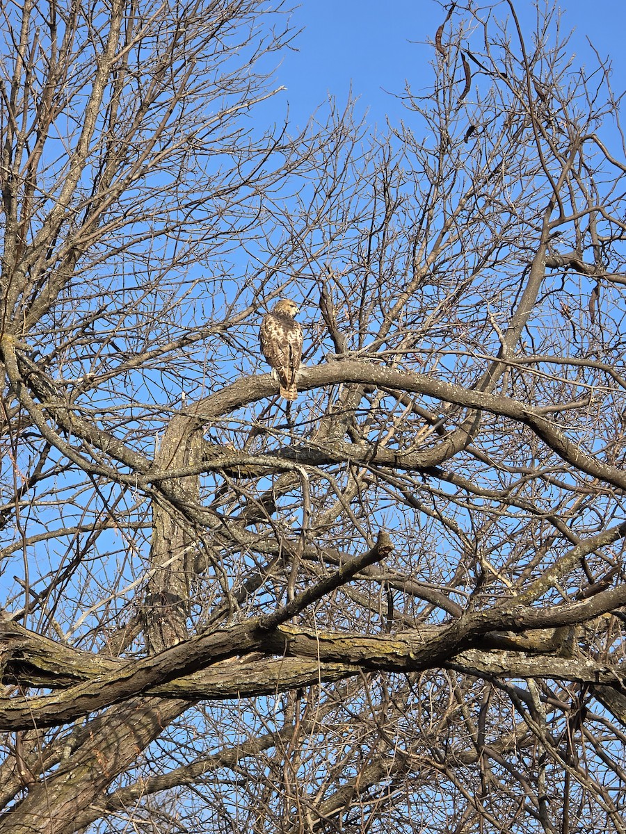 Red-tailed Hawk - ML646756191