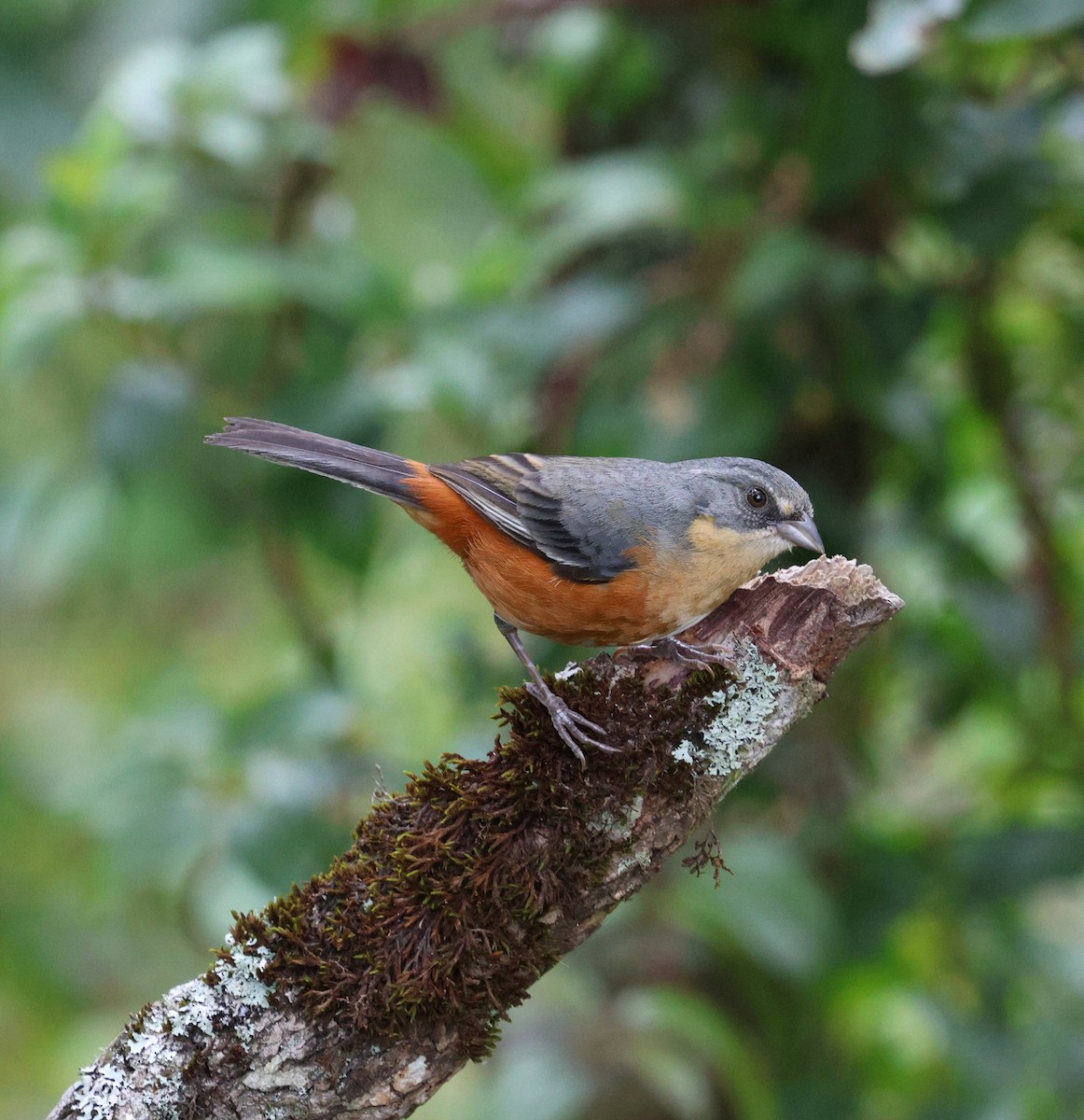 Buff-throated Warbling Finch - ML646756192